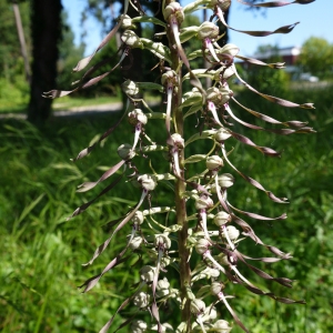 Photographie n°79476 du taxon Himantoglossum hircinum (L.) Spreng. [1826]