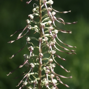 Photographie n°79478 du taxon Himantoglossum hircinum (L.) Spreng. [1826]