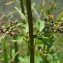  Liliane Roubaudi - Scrophularia oblongifolia subsp. umbrosa (Dumort.) Gamisans [1992]