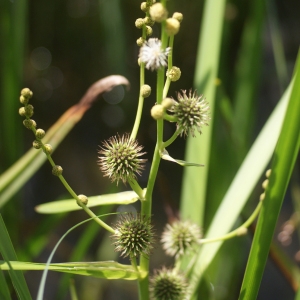 Photographie n°79497 du taxon Sparganium ramosum Huds. [1778]