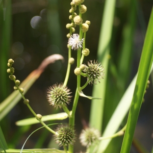 Photographie n°79498 du taxon Sparganium ramosum Huds. [1778]