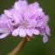  Liliane Roubaudi - Armeria maritima (Mill.) Willd. [1809]