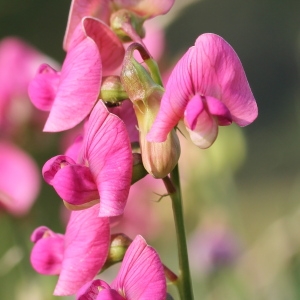 Photographie n°79514 du taxon Lathyrus sylvestris L. [1753]