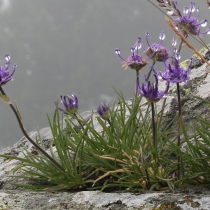 Photographie n°79517 du taxon Phyteuma hemisphaericum L. [1753]