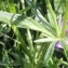  Marie  Portas - Viola lutea subsp. sudetica (Willd.) Nyman