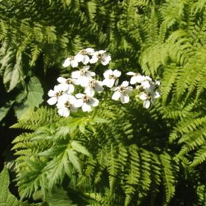 Photographie n°79534 du taxon Achillea macrophylla L. [1753]