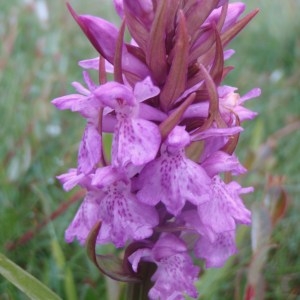 Photographie n°79546 du taxon Dactylorhiza praetermissa (Druce) Soó [1962]