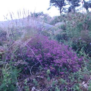 Photographie n°79549 du taxon Erica cinerea L. [1753]