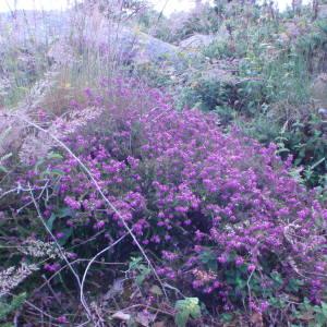 Photographie n°79550 du taxon Erica cinerea L. [1753]