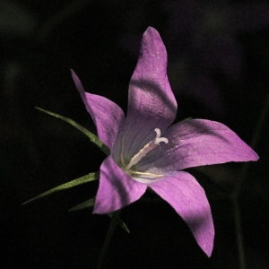 Photographie n°79566 du taxon Campanula patula L.