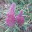  Genevieve Botti - Trifolium purpureum Loisel. [1807]