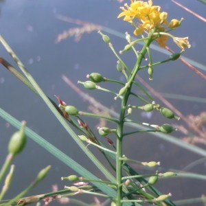 Photographie n°79580 du taxon Rorippa amphibia (L.) Besser [1821]