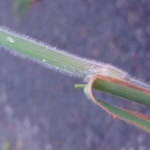 Photographie n°79593 du taxon Holcus lanatus L. [1753]