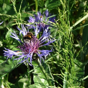 Photographie n°79611 du taxon Centaurea montana L. [1753]