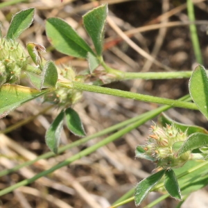 Photographie n°79619 du taxon Trifolium striatum L. [1753]