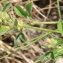  Marie  Portas - Trifolium striatum L.