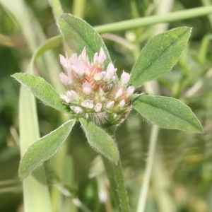 Photographie n°79622 du taxon Trifolium striatum L. [1753]