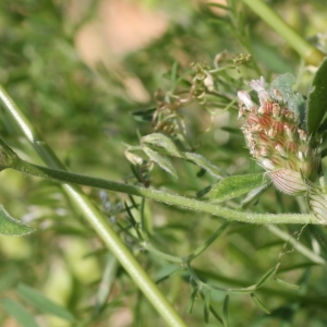 Photographie n°79623 du taxon Trifolium striatum L.