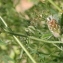  Marie  Portas - Trifolium striatum L.