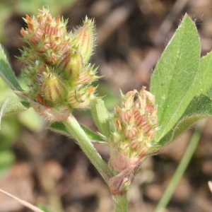 Photographie n°79624 du taxon Trifolium striatum L.