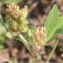  Marie  Portas - Trifolium striatum L.