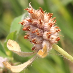 Photographie n°79625 du taxon Trifolium striatum L. [1753]