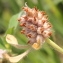  Marie  Portas - Trifolium striatum L.