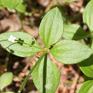 Photographie n°79627 du taxon Galium rotundifolium L. [1753]