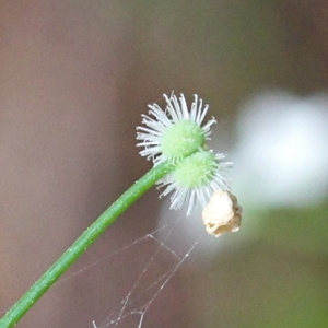 Photographie n°79628 du taxon Galium rotundifolium L. [1753]