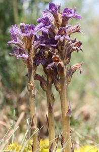Marie  Portas, le  4 juillet 2012 (Freycenet-la-Tour)