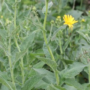 Photographie n°79631 du taxon Doronicum austriacum Jacq. [1774]