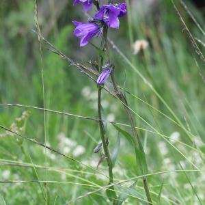 Photographie n°79632 du taxon Campanula recta Dulac