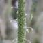  Marie  Portas - Phleum pratense L. [1753]