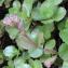  Marie  Portas - Sedum spurium M.Bieb. [1808]