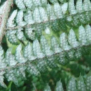 Photographie n°79653 du taxon Polystichum setiferum (Forssk.) T.Moore ex Woyn. [1913]