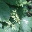  Genevieve Botti - Corydalis claviculata (L.) DC.