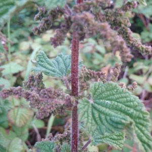 Photographie n°79660 du taxon Urtica L. [1753]