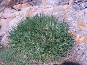 Genevieve Botti, le 22 juin 2012 (Perros-Guirec (Sentier douanier de Ploumanac'h))