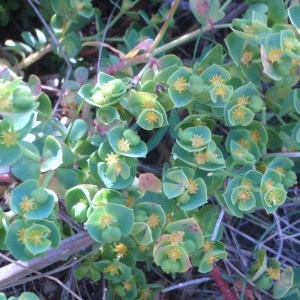 Photographie n°79668 du taxon Euphorbia portlandica L. [1753]