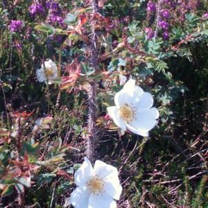 Photographie n°79672 du taxon Rosa pimpinellifolia L. [1759]