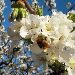 Photographie n°79684 du taxon Prunus cerasus L. [1753]