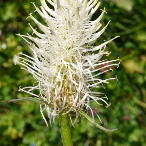 Photographie n°79693 du taxon Phyteuma spicatum L. [1753]