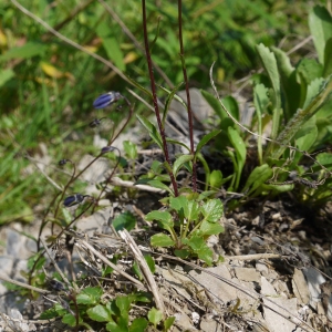 Photographie n°79697 du taxon Campanula cochleariifolia Lam. [1785]