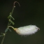  Liliane Roubaudi - Cytisus striatus (Hill) Rothm. [1944]