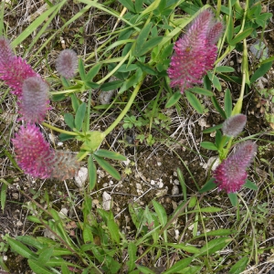 Photographie n°79713 du taxon Trifolium purpureum Loisel. [1807]