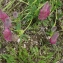  Liliane Roubaudi - Trifolium purpureum Loisel. [1807]