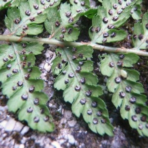 Photographie n°79729 du taxon Dryopteris dilatata (Hoffm.) A.Gray [1848]