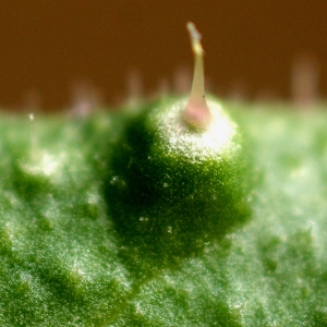 Cotoneaster obtusisepalus Gand. (Cotonéaster à sépales obtus)