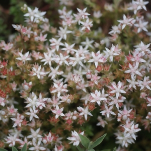 Photographie n°79770 du taxon Sedum anglicum Huds. [1778]