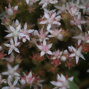 Photographie n°79771 du taxon Sedum anglicum Huds. [1778]